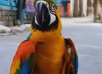 S2201001 Jesus Christ Performs Miracles Suffering Anima (Part 1)