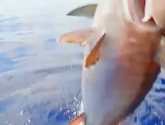 H2201005 Esta es la escena de pesca más increíble que he visto jamás (Parte 2)