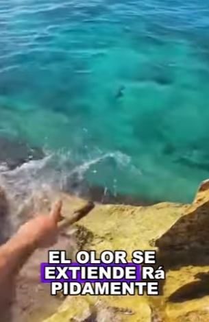 H2201003 No necesitaba una caña de pescar para atrapar un mero enorme (Parte 2)