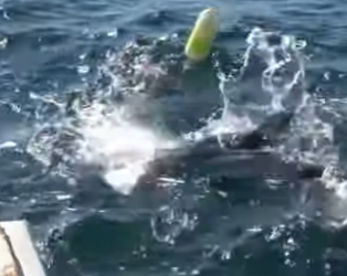 H2201007 Un tiburón tiene sus mandíbulas firmemente sobre este atún (Parte 2)