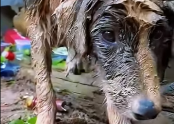 P0512004 temperature lost dog was tied up in wind rain, it was (Part 2)