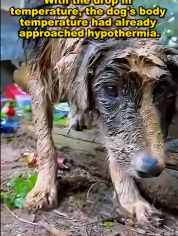 P0512004 temperature lost dog was tied up in wind rain, it was (Part 2)