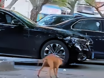 E2101003 owner threw dog away after he fell injured it (Part 2)