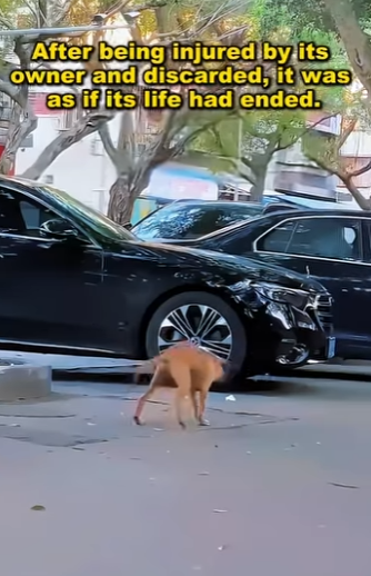 E2101003 owner threw dog away after he fell injured it (Part 2)