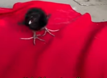 F0501001 encontre una raza muy rara en la orilla del rio (Parte 2)