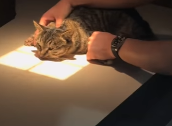 A2301004 Dios bendiga la pronta recuperación del gatito (Parte 2)