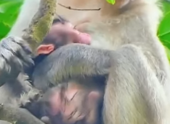 A2301005 Mamá mono se convierte en madre por primera vez (Parte 2)