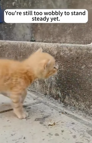 O2912011 found little kitten covered in mud by roadside then (Part 2)