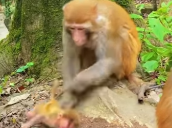 A2301007 ¿Por qué la madre del mono la intimida (Parte 2)