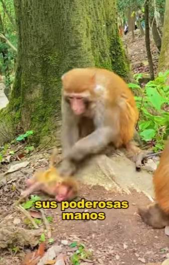 A2301007 ¿Por qué la madre del mono la intimida (Parte 2)