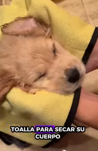 A2301002 perros de rescate (Parte 2)