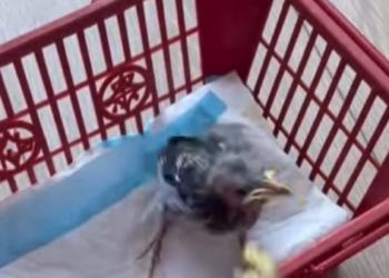 A2301003 Rescate de aves (Parte 2)