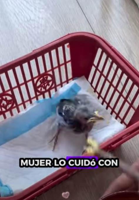 A2301003 Rescate de aves (Parte 2)