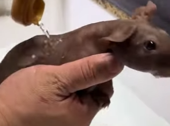 A2301001 Rescatar al hipopótamo (Parte 2)