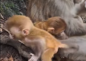 A2301006 Mother’s call, never answered (Parte 2)