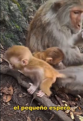 A2301006 Mother’s call, never answered (Parte 2)