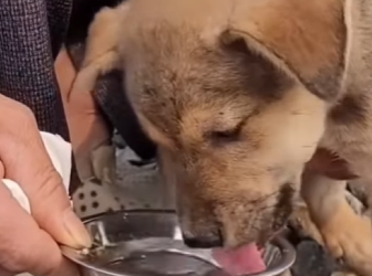 M2301004 Otra vida inocente salvada (Parte 2)