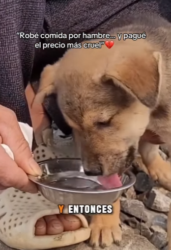 M2301004 Otra vida inocente salvada (Parte 2)