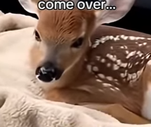 F0501005 1 este ciervo pero el trafico y despues hizo eso (Parte 2)