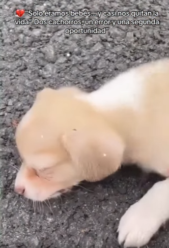 M2301006 Porque cada latido importa (Parte 2)