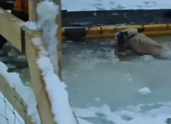 I1201011 wootton horse rescue (Part 2)