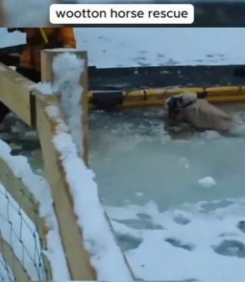 I1201011 wootton horse rescue (Part 2)