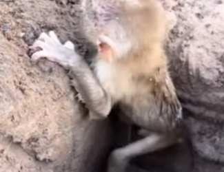 M2301003 Me arrojaron a un hueco para que me ahogara… y aún espero ser salvado (Parte 2)