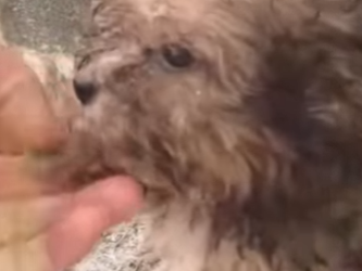 M2301001 Del dolor al cuidado y la paz (Parte 2)