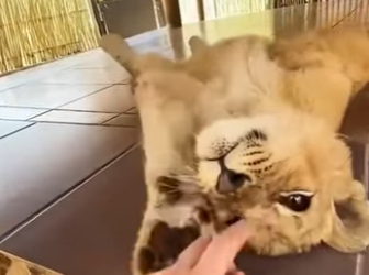 F0501004 solo el amor pudo hacer algo asi (Parte 2)