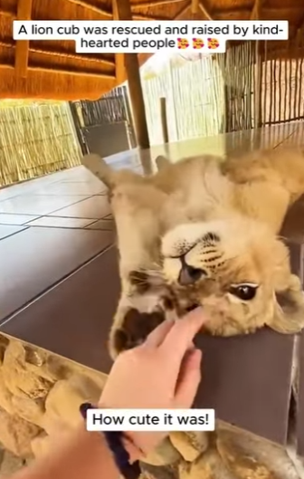 F0501004 solo el amor pudo hacer algo asi (Parte 2)