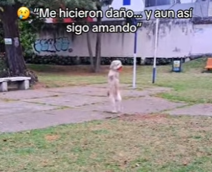 M2301009 Un pequeno rescate, un gran milagro (Parte 2)