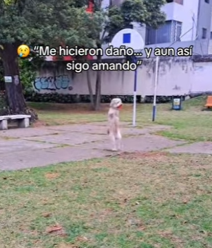 M2301009 Un pequeno rescate, un gran milagro (Parte 2)