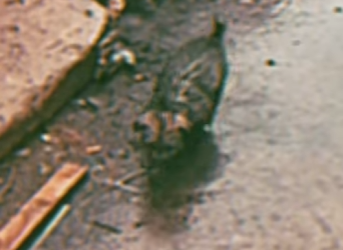 M2301012 Cada vida merece una segunda oportunidad (Parte 2)