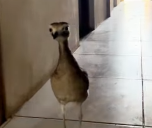 R2301009 Del sufrimiento al consuelo (Parte 2)