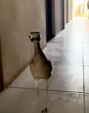 R2301009 Del sufrimiento al consuelo (Parte 2)