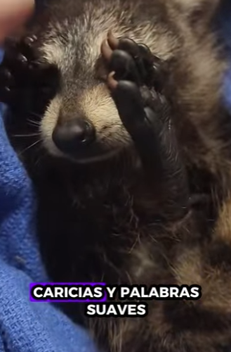 R2301005 Cada rescate cuenta una historia (Parte 2)