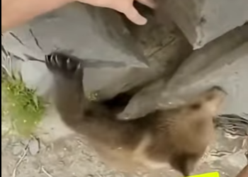 encontre u oso y hice esto (Parte 2)