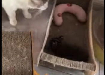 R2301014 De fragil a protegido (Parte 2)