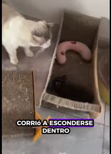 R2301014 De fragil a protegido (Parte 2)