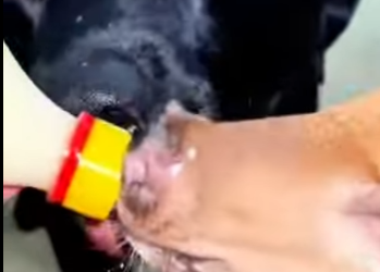 R2301012 Cuando los humanos eligen compasion (Parte 2)