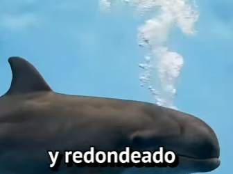 Y2201001 Que pasa si cruzas a una Orca y un Delfín (Parte 2)