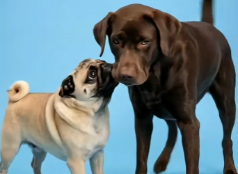 Y2201003 Los CRUZES más sorprendentes del PUG (Parte 2)