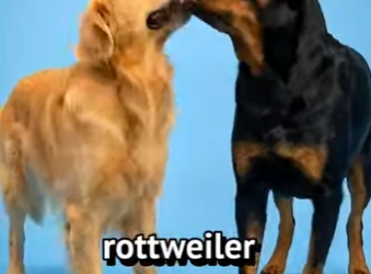 Y2201004 Esto ocurre si cruzamos a un Golden retriever con perros distintos (Parte 2)