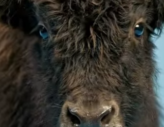 Y2201005 Que pasa si cruzas a un Yak y un Bisonte (Parte 2)