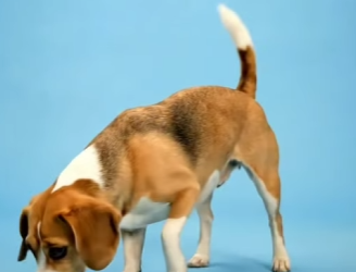 Y2201006 Que pasa si cruzas a un chihuahua con otros perros (Parte 2)