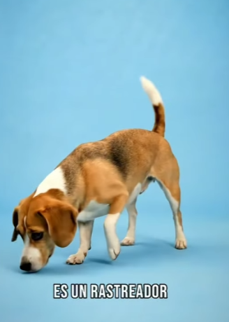 Y2201006 Que pasa si cruzas a un chihuahua con otros perros (Parte 2)