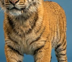 Y2301012 Qué pasa si se cruza una tigresa con un dientes de sable (Parte 2)