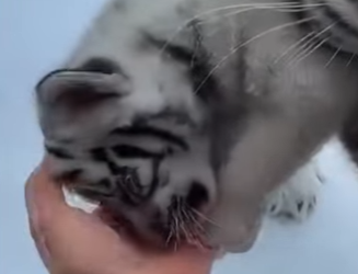 Solo miraba la nieve cuando un tigre llego e hizo esto (Parte 2)