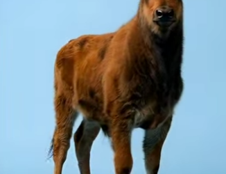 Y2301007 Bisonte + Vaca = ?? (Parte 2)