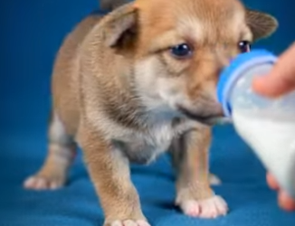 Y2301011 qué pasaría si un licaón se cruza con un perro (Parte 2)